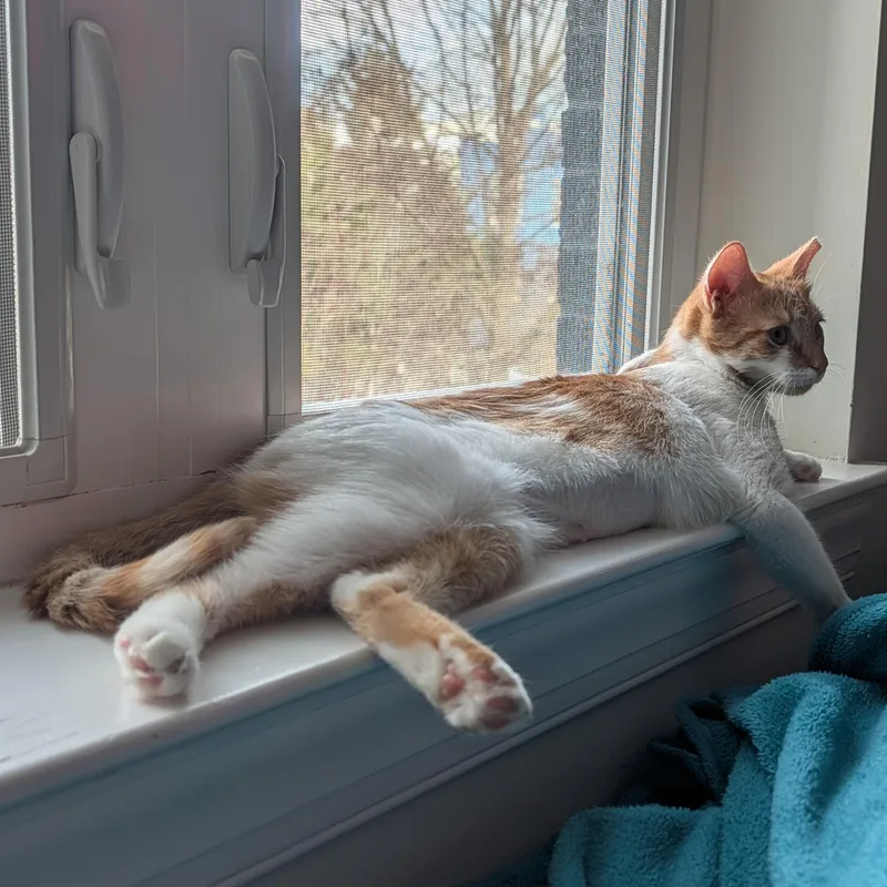 Twinkle Toes thumbnail 5