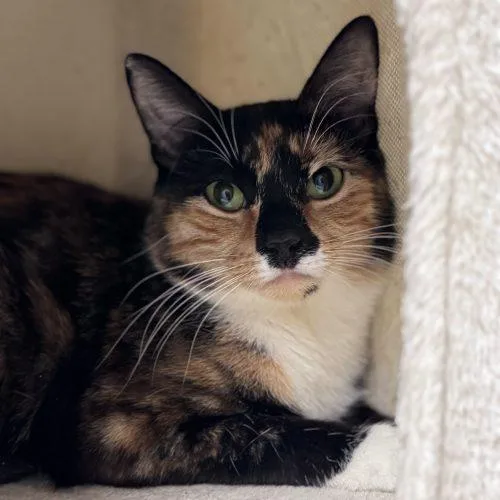 Molasses thumbnail 2