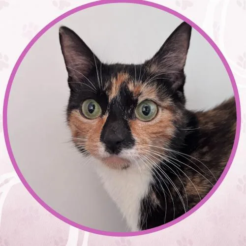 Molasses thumbnail 3