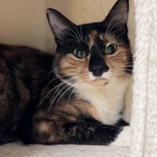 Molasses thumbnail 4