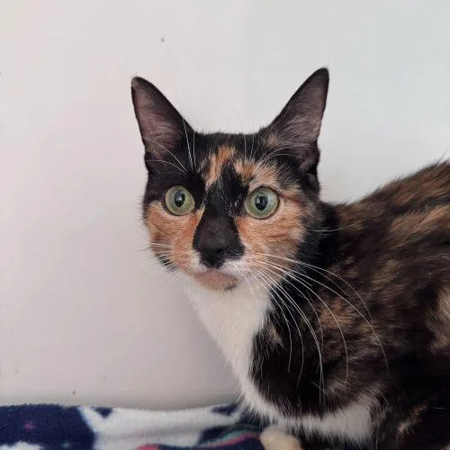 Molasses thumbnail 5