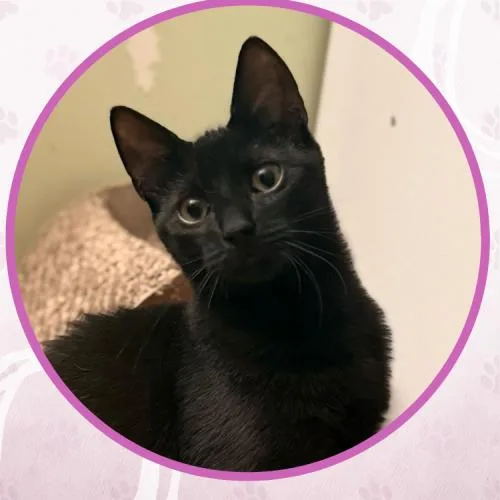 Duke Silver thumbnail 2