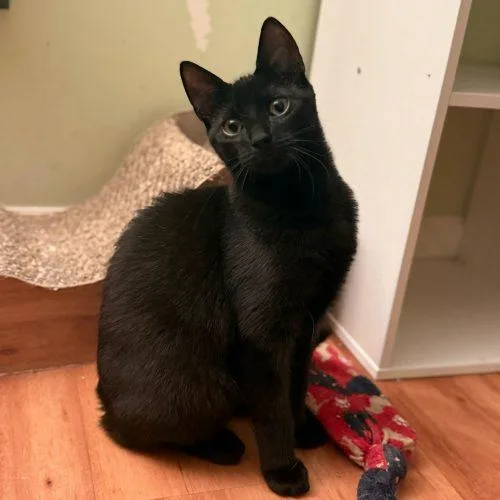 Duke Silver thumbnail 3