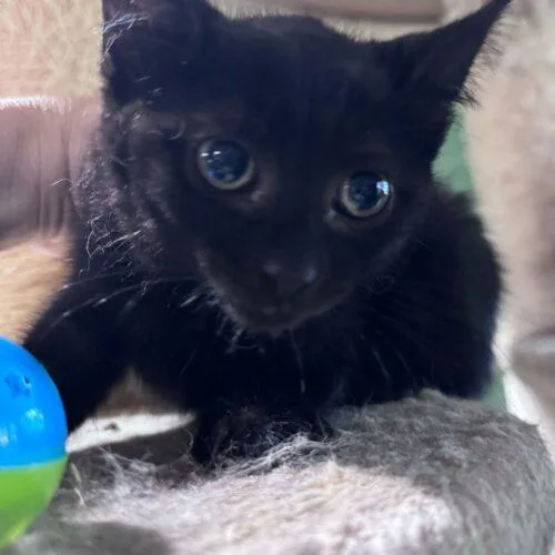 Duke Silver thumbnail 4