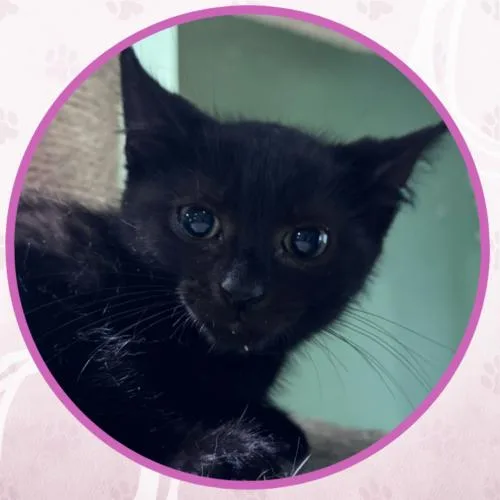 Duke Silver thumbnail 5