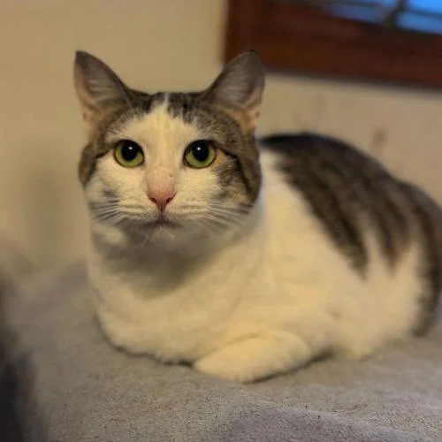 Firebird thumbnail 3