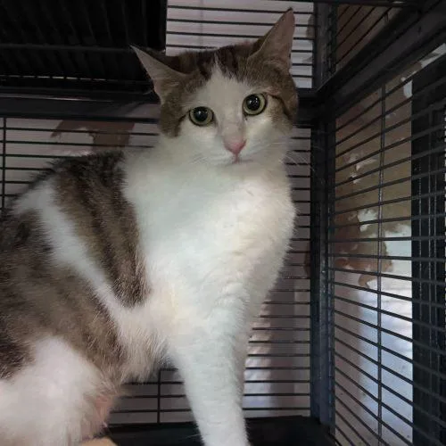 Firebird thumbnail 4