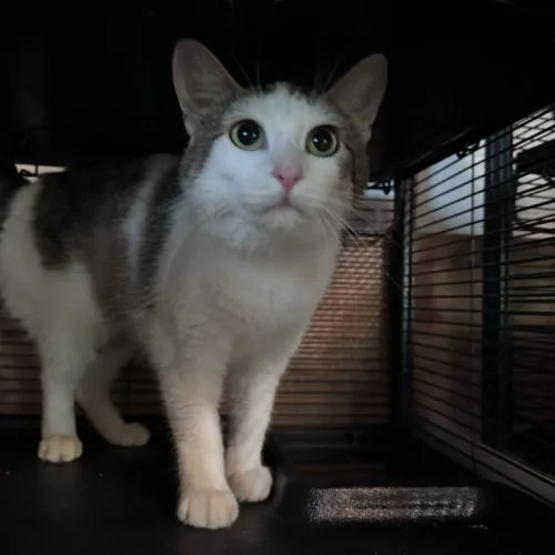 Firebird thumbnail 5