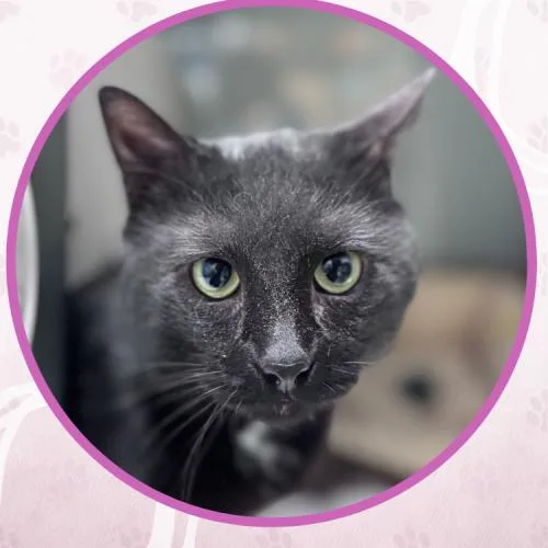 Viktor Petrenko thumbnail 3