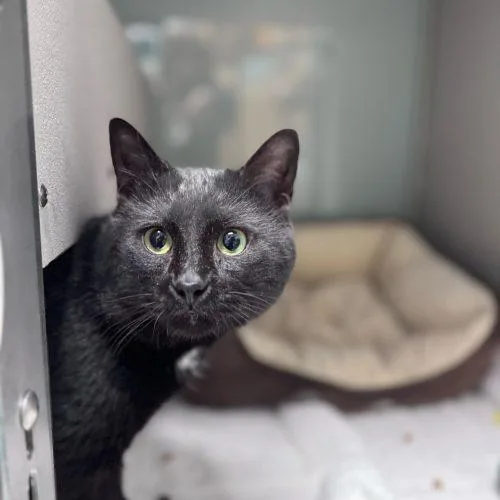 Viktor Petrenko thumbnail 4