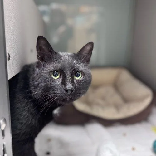 Viktor Petrenko thumbnail 5