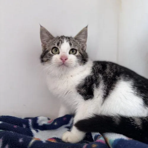 Munchkin thumbnail 2