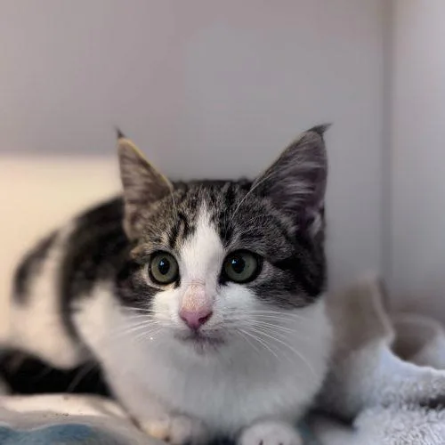 Munchkin thumbnail 3