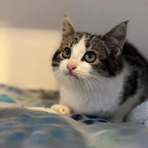 Munchkin thumbnail 4