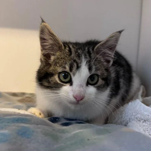 Munchkin thumbnail 5