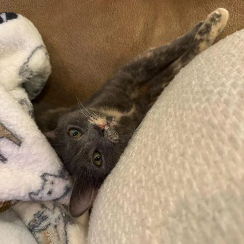 Janet Wood thumbnail 2