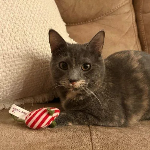 Janet Wood thumbnail 4