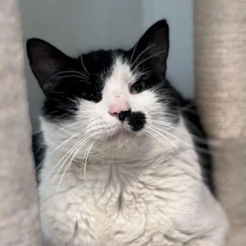 Johnny Weir thumbnail 2