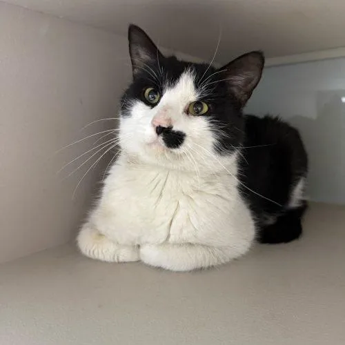 Johnny Weir thumbnail 3