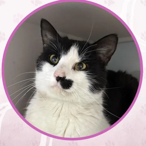 Johnny Weir thumbnail 4