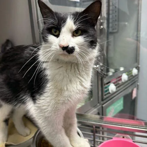 Johnny Weir thumbnail 5