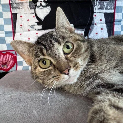 Kristi Yamaguchi thumbnail 2