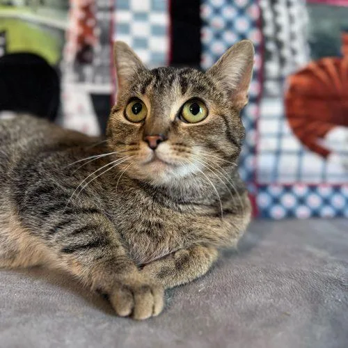 Kristi Yamaguchi thumbnail 3