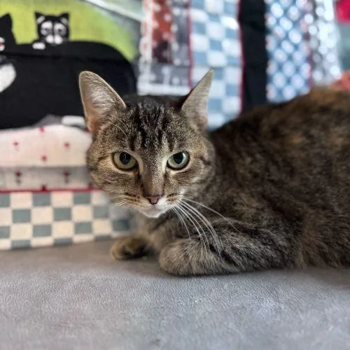 Kristi Yamaguchi thumbnail 4