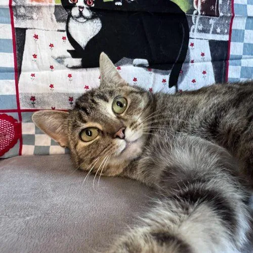 Kristi Yamaguchi thumbnail 5