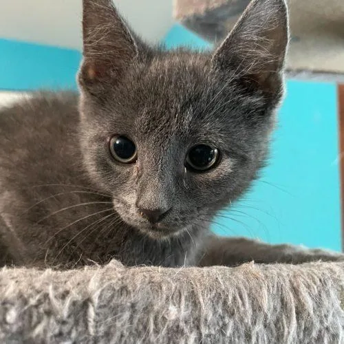 Cambridge thumbnail 2