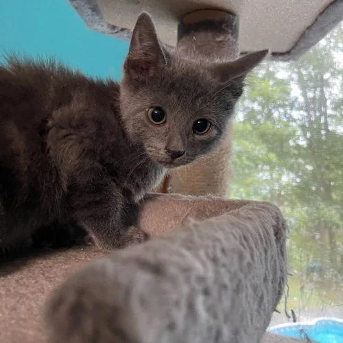 Cambridge thumbnail 4