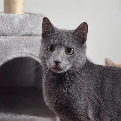 Cambridge thumbnail 5