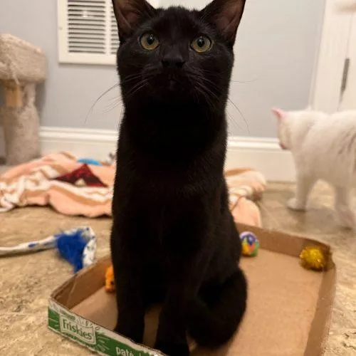 Candyman thumbnail 2