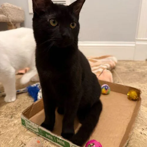 Candyman thumbnail 3