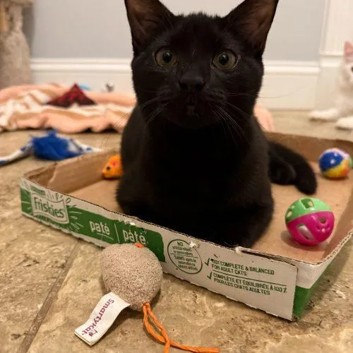 Candyman thumbnail 4