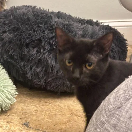 Candyman thumbnail 5