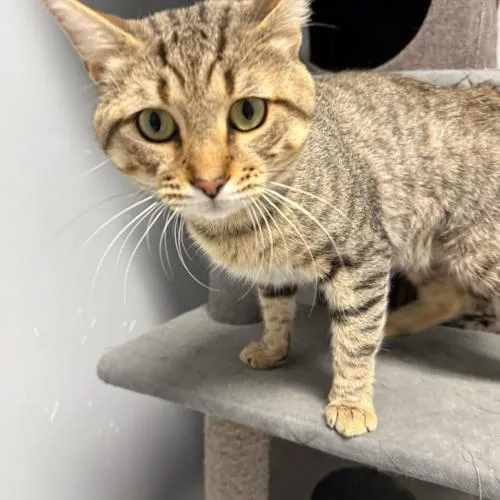 Cat Stevens thumbnail 2