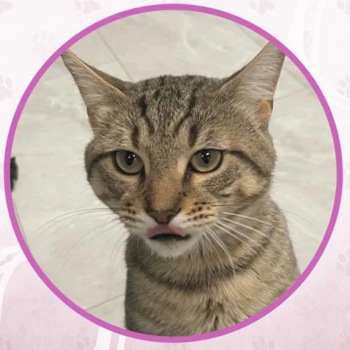 Cat Stevens thumbnail 3