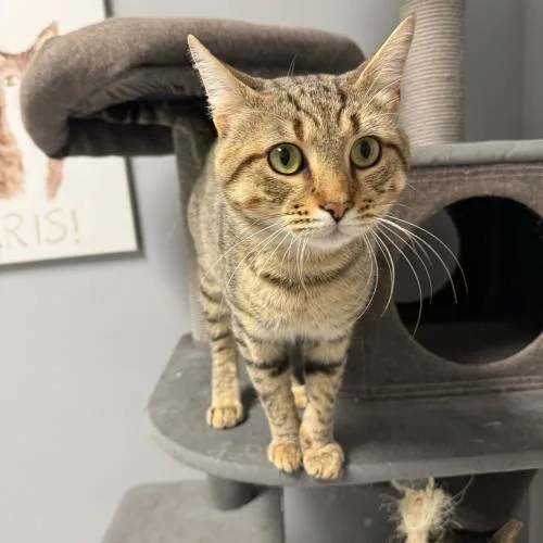 Cat Stevens thumbnail 4