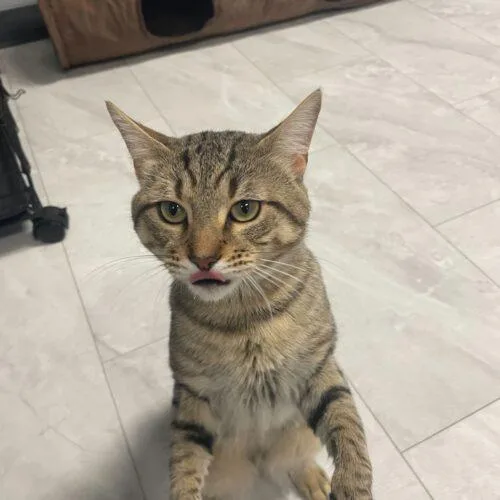 Cat Stevens thumbnail 5