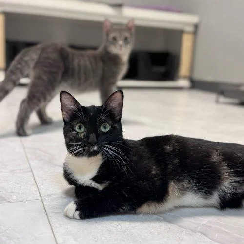 Chevelle thumbnail 3