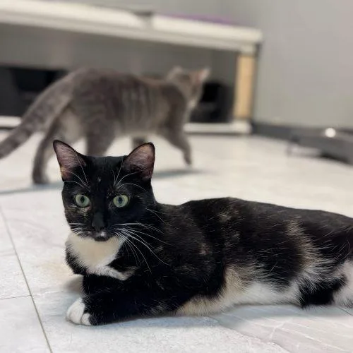 Chevelle thumbnail 5