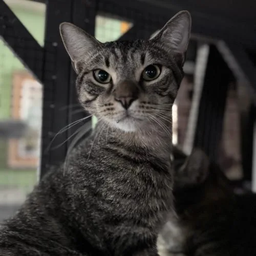 Concerto thumbnail 3