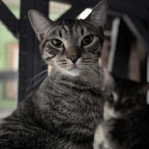 Concerto thumbnail 4