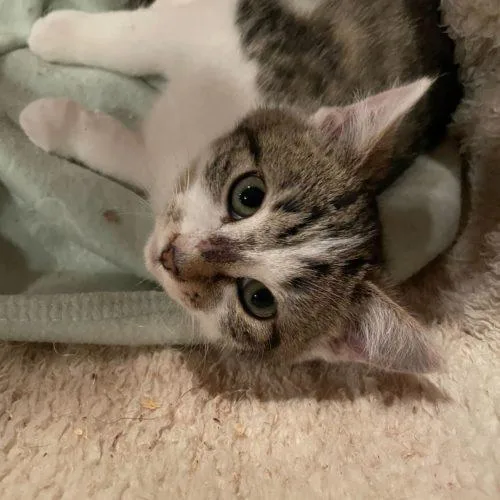 Dingaling thumbnail 2