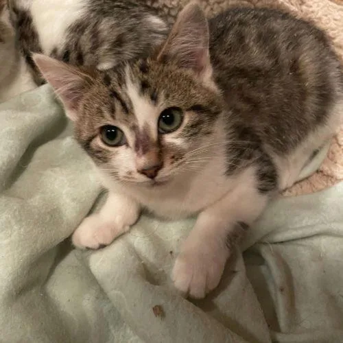 Dingaling thumbnail 3