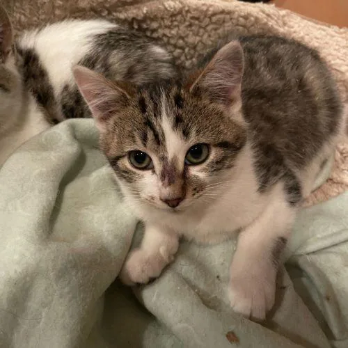 Dingaling thumbnail 4