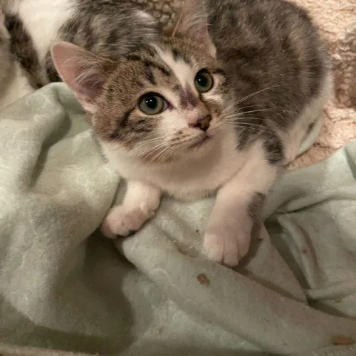 Dingaling thumbnail 5