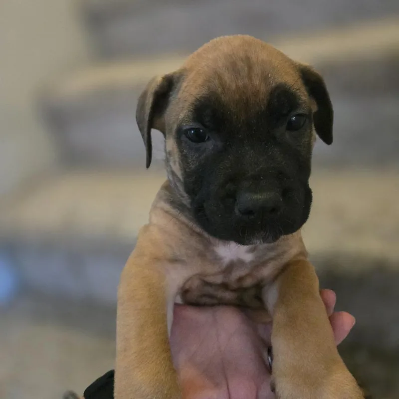 Danny Boy thumbnail 2