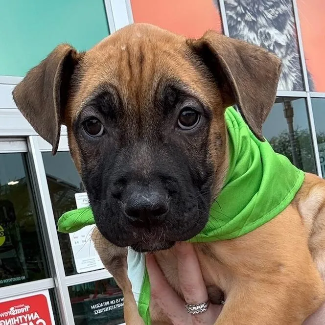 Danny Boy thumbnail 3